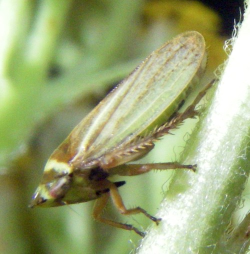 Aphrodes sp. - Cicadellidae